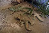 Geckos, klein 2