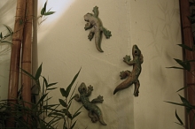 Geckos, klein 1